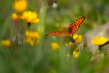 papillon dans les prées 