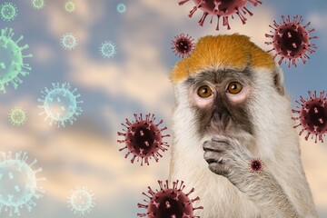 Fototapeta premium Monkeypox outbreak, MPXV virus, infectious disease spreading, zoonotic disease.