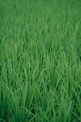 Taue is rice-planting. Farmers transplant
rice seedlings into paddy fields during early
summer rainy season.