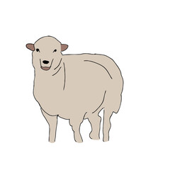 Illustration of sheep with cream brown color against white background