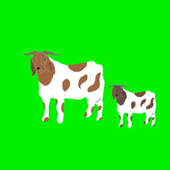Illustration of two goat with white brown and black skin against green background