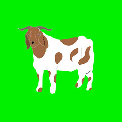 Illustration of goat with brown and white skin against green background
