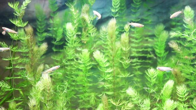 のんびり泳ぐメダカの風景「スローモーション」