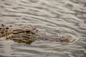 Fototapeta premium Closeup of an alligator in the water in the wild