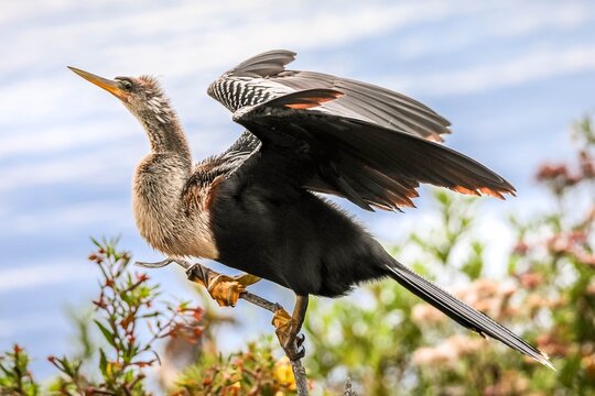 Anhinga sitting on a branch with wings up in Florida