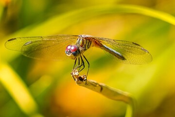 Close up of a red-eyed dragonfly