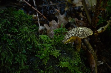 mushrooms in the forest