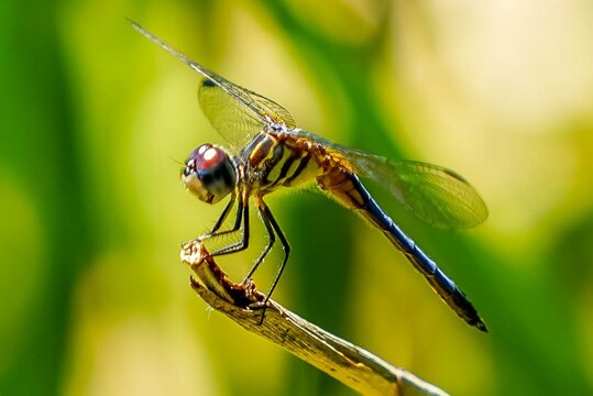 Close up of a dragonfly holding onto branch