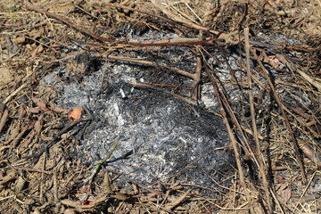 the remains of burnt branches and leaves in the garden