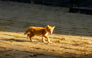 A baby cat kitten on backyard in the morning