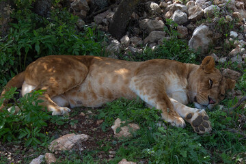 lioness resting on her side on grass in the forest