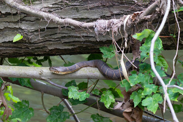 Water snake on a stick under relaxing under a log and trying not to be seen