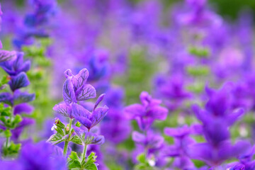 Blue Salvia viridis Lamiaceae blue flowers selective focus and defocused blurred background.