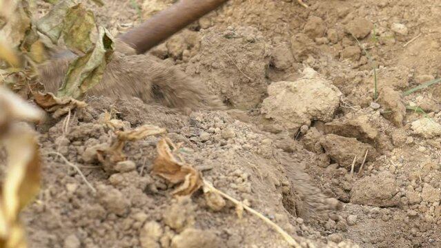 Slowmotion of farmer using hoe for picking potatoes in agricultural field. Male worker hoeing in agricultural farm. Harvesting fresh organic potatoes from soil. Man gathered potatoes in field