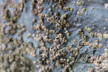 Fungus created by nature sea
