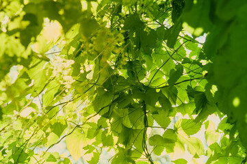 Fototapeta na wymiar Green leaves of homemade hops view from below. A fragment of a hand-made arbor made of climbing plants on a sunny day.