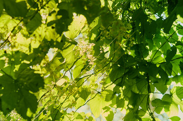 Green leaves of homemade hops, bottom view. Fragment of a manual gazebo made of climbing plants on a sunny day. Tightened ropes to form an object of landscape design.
