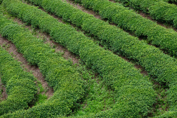 Green Tea plantation in Boseong town in Jeollanamdo province of South Korea