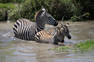 Fototapeta na wymiar Brambleberry Tours Serengeti Safari 2021 - Serengeti, NgoroNgoro, Ndutu - East African Wildlife