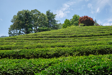 Fototapeta na wymiar Green Tea plantation in Boseong town in Jeollanamdo province of South Korea