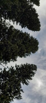 Pino Araucaria