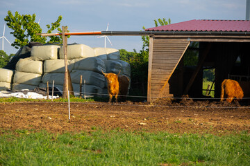 Scottish cows Highland breed.Red cows in a paddock near the barn in the rays of the setting...
