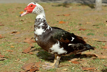 Duck in the park. 
Pato en el parque. 