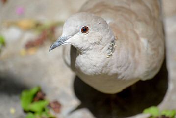 Turtledove looking at the camera. Tórtola mirando a cámara. 