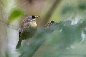 White-browed scrubwren (Sericornis frontalis) in a forest, Sydney, Australia