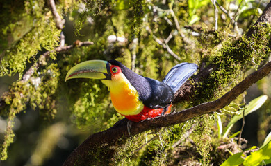 Tucano-do-bico-verde3