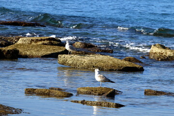 Large stones in a city park on the shores of the Mediterranean Sea