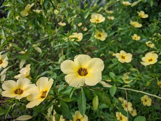 Damiana Flower (Turnera Ulmifolia) blooming in the morning