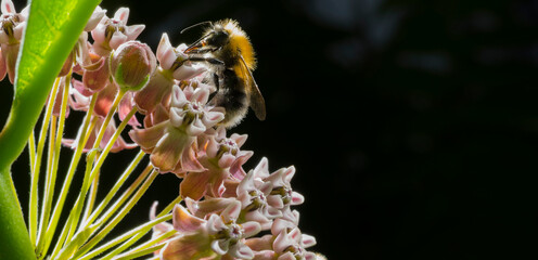 bumblebee on a pink flower.bumblebee bee collects nectar on flowers macro.beautiful screensaver...