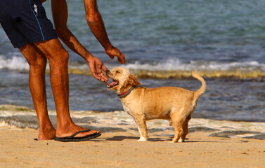 Dog for a walk on the Mediterranean coast