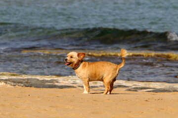 Dog for a walk on the Mediterranean coast