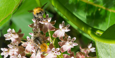 bumblebee on a pink flower.bumblebee bee collects nectar on flowers macro.beautiful screensaver wallpaper