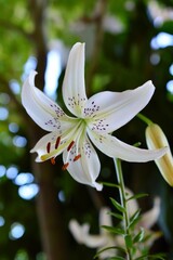 Obraz premium 華やかな百合 シャンデリアリリー スイートサレンダー