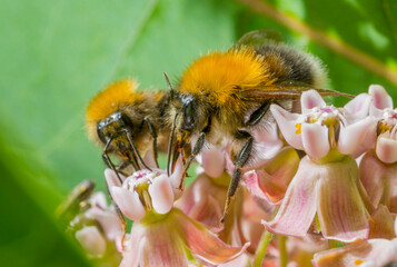 bumblebee on a pink flower.bumblebee bee collects nectar on flowers macro.beautiful screensaver...