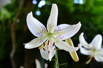 Fototapeta premium 華やかな百合 シャンデリアリリー スイートサレンダー