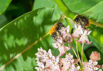 bumblebee on a pink flower.bumblebee bee collects nectar on flowers macro.beautiful screensaver wallpaper