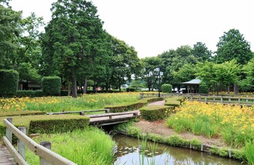 Fototapeta na wymiar 黄色いキスゲが満開　散策路　夏の公園　ネーブルパーク