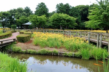 Obraz premium 黄色いキスゲが満開 散策路 夏の公園 ネーブルパーク