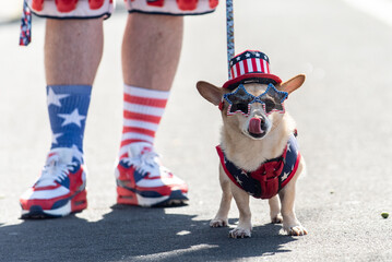 Forth of July holiday parade in small town is perfect place to walk the Jack Russel mixed breed dog...
