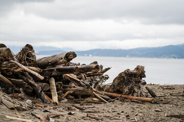 Pile of Driftwood at Beach Landscape