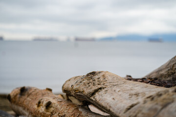 Driftwood on the Beach