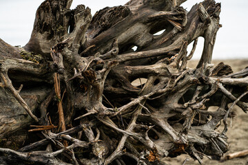 Texture of Dried Tree Roots at Beach