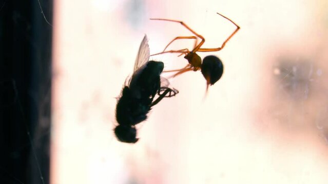 Linyphiidae Spider Caught A Prey On Its Cobweb In Australia. Macro Shot