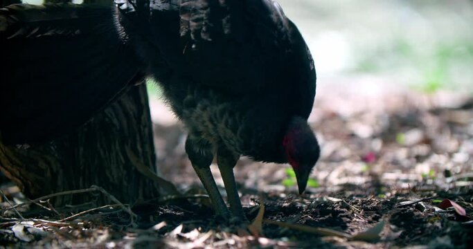 Australian Brushturkey Digging On The Forest Ground. Close Up