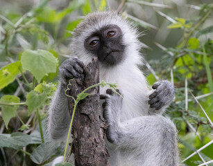 Brambleberry Tours Serengeti Safari 2021 - Serengeti, NgoroNgoro, Ndutu - East African Wildlife