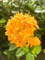 Wild yellow flowers of Meadow pee or Meadow vetchling are swayed by a light breeze. Lathyrus pratensis Selective focus